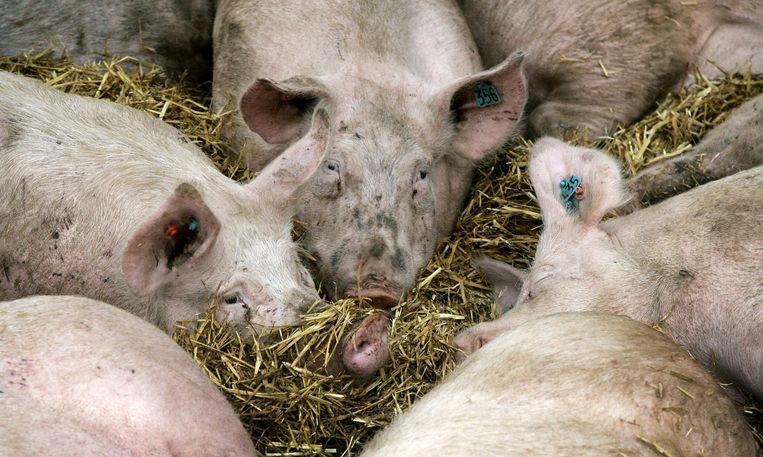 Groep varkens ligt in het hooi in stal van boerderij. Beeld ANP