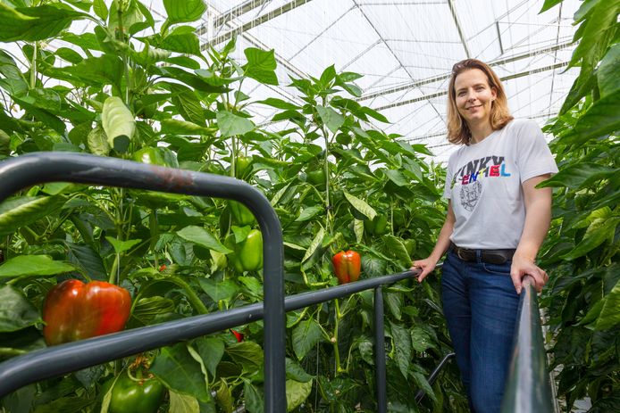 Paprikateler Hannie Moors in Asten-Heusden: ,,We werken ook graag met jonge mensen.’’