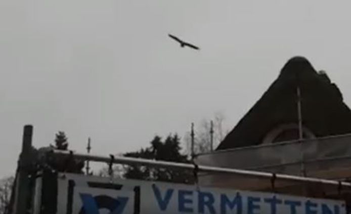 Lady Maya is zaterdag boven Goirle gefilmd, net ver dus van haar nest op de Beekse Bergen