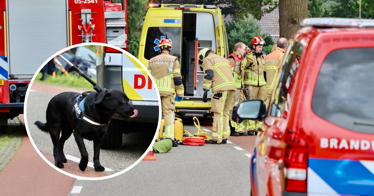 Hond bleef bij bazin in auto na ongeval: ‘Hij slaapt nog steeds op de jas van mijn vrouw'.