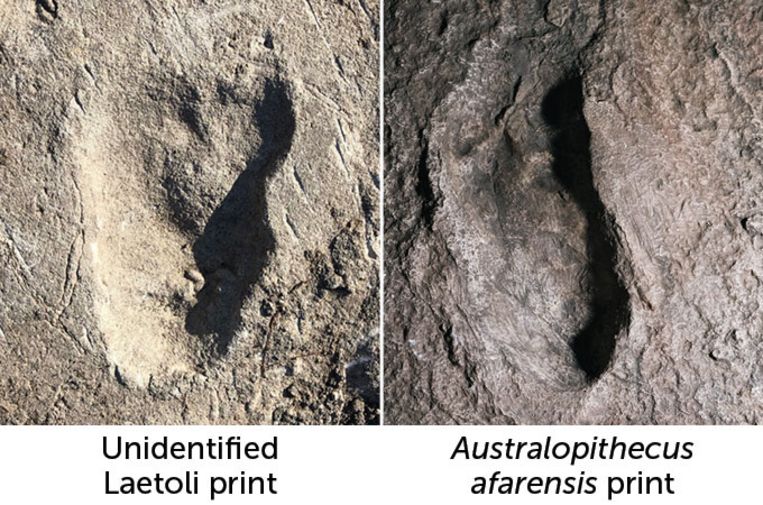 Van welke mensensoort is de voetafdruk links, vragen wetenschappers zich af. Beeld rv