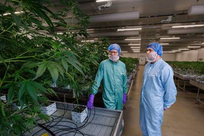 Duizenden cannabisplanten in een loods? Bij dit bedrijf in Emmeloord is dat legaal
