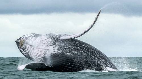 Eén walvis is bijna 2 miljoen euro waard