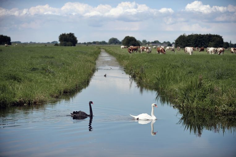 Waterlandschap in het Groene Hart. Beeld Joost van den Broek