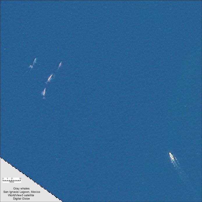 Grijze walvissen volgen vanuit de ruimte met een Satelliet in de San Ignacio Bay in Mexico.