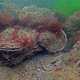 ‘Oer-Hollandse’ platte oester blijkt in harmonie te leven met invasieve soort Japanse oester