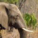 Afrikaanse olifant gaat nog sterker achteruit dan gedacht