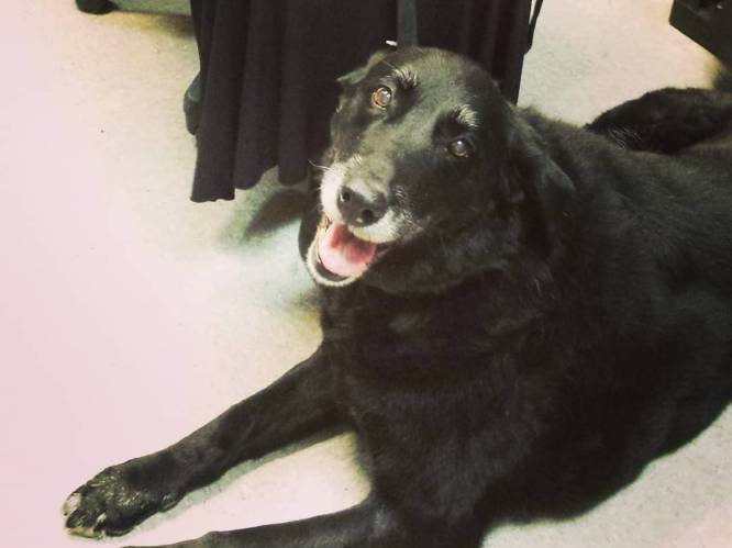 Labrador Abby is terug thuis bij gezin, 10 jaar na verdwijning