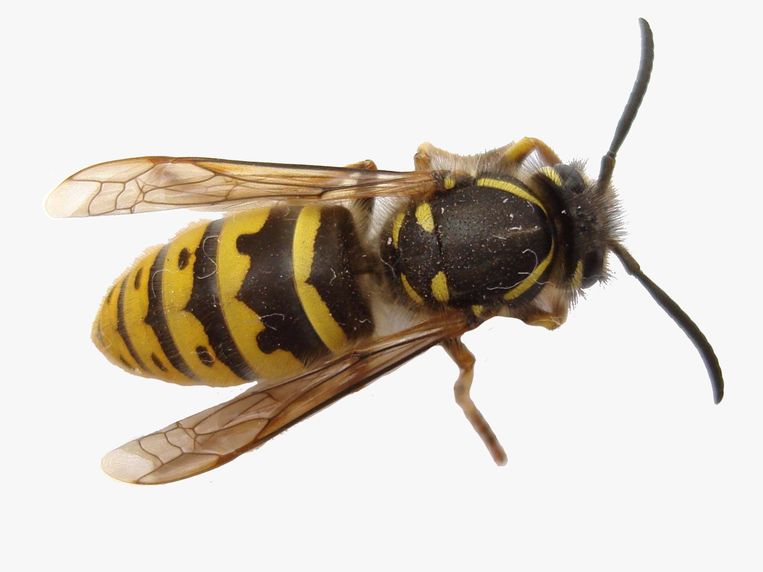 Wespe sticht in kitzler