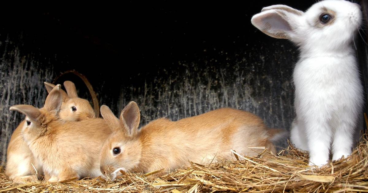bedenken paus Variant Knaagdier kopen? Voorkom handel in zieke dieren en let vooral op deze  punten | Brabant | bd.nl