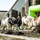 FrieslandCampina wil het liever niet, maar heeft scenario klaar voor krimp veestapel