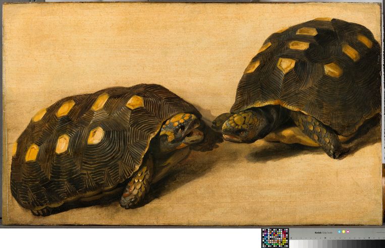 Studie van twee Braziliaanse schildpadden, van Albert Eckhout (1640). Beeld 
