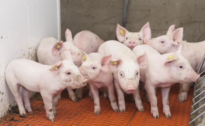 Hollandse Hoogte / Tom van Limpt