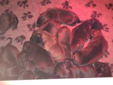 Politiehond Deya baart achttien puppy’s, nu nog maar negen in leven  