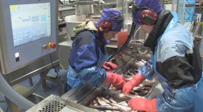 Zo Hollands is de Hollandse nieuwe