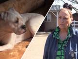 Dierenvriend Els heeft meer dan 100 achtergelaten dieren in huis