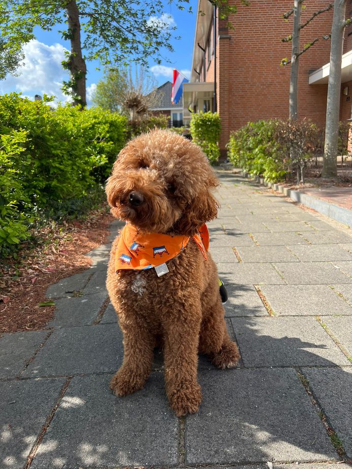 Hond Bodi is helemaal in stijl!