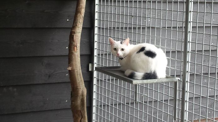 In het buitengebied van Riel komt mogelijk een pension voor honden en katten