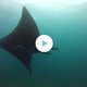 Duiker zwemt mee met grootste rog ter wereld
