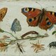 We staan op het punt te ontdekken hoe onmisbaar insecten waren