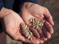 La Russie récolte pour un milliard de dollars de blé en Ukraine occupée