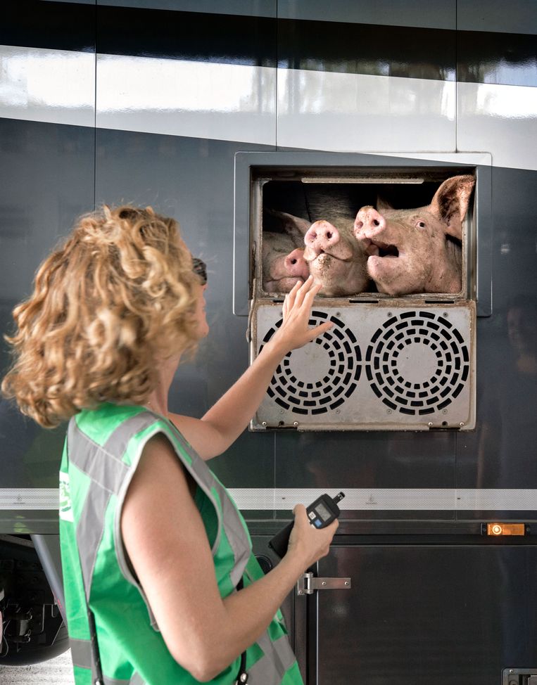 Lesley Moffat bij de varkens. Beeld Werry Crone
