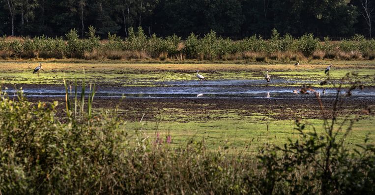 In Wijffelterbroek bij Weert is een plas bijna volledig drooggevallen. Voor de vogels ligt het voedsel voor het oprapen. Beeld Roger Dohmen