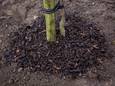 Themabeeld - boom planten