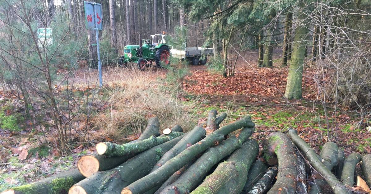 Getallen vliegen in het rond, houtveiling in Wintelre levert 5110 euro op voor goede doelen