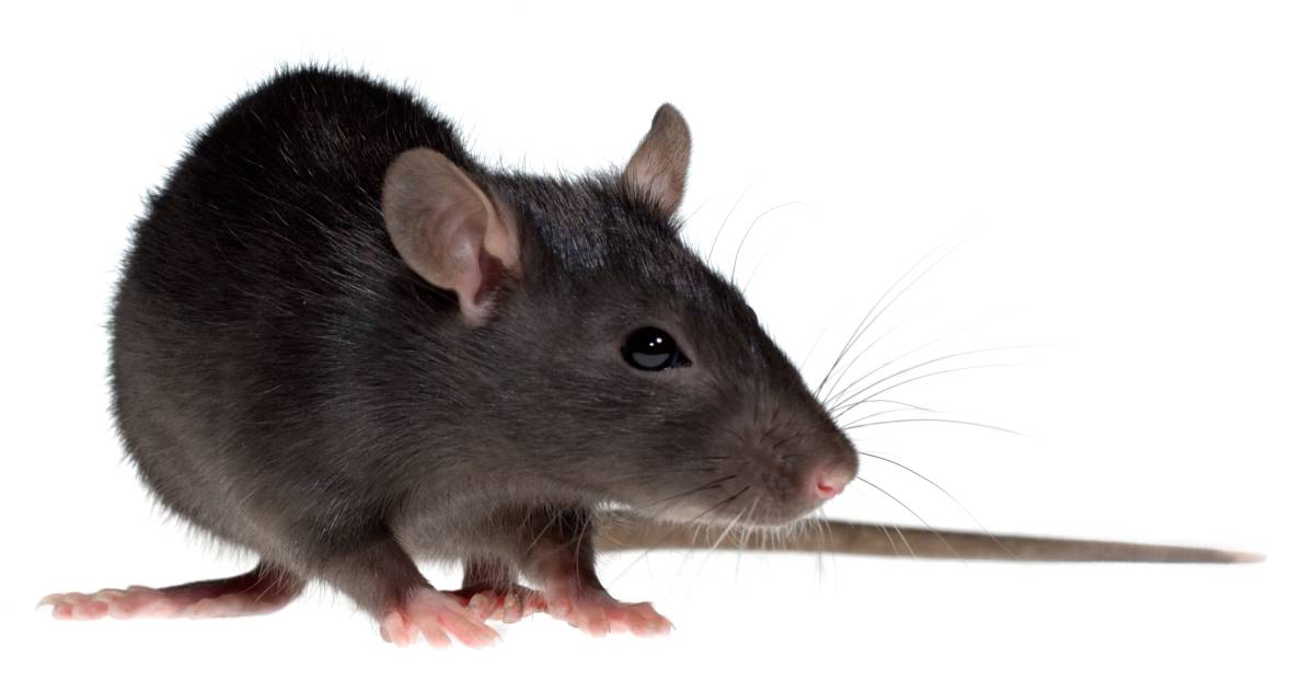 politiek wil dat meierijstad meer ratten vangt meierij bd nl