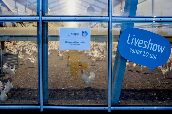 Bij Kipster in Beuningen kun je vanachter glas de kippen bekijken. Normaal gesproken kunnen de dieren het hele jaar naar buiten, maar nu moeten ook zij binnenblijven.