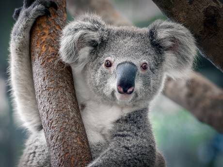 Ouwehands Dierenpark begint met bouw koalaverblijf waar ook de wallaby een plekje krijgt