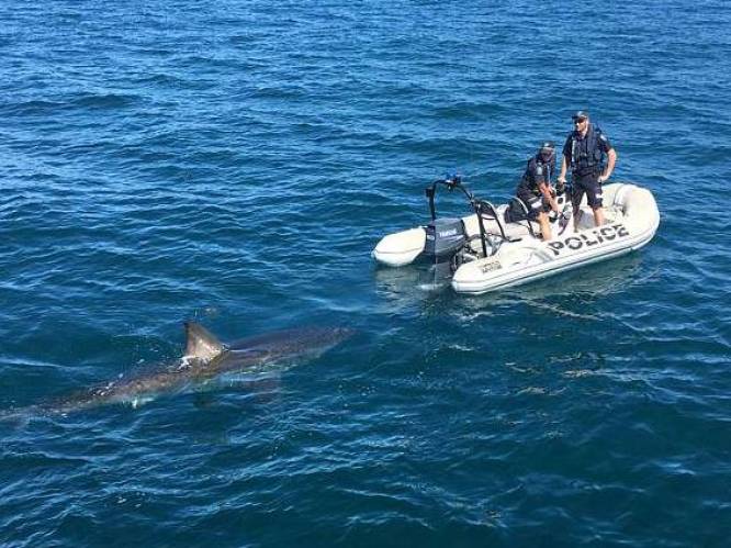Witte haai jaagt agenten de stuipen op het lijf