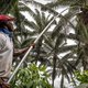 ING en pensioenfondsen investeren in omstreden palmoliebedrijf, landroof in Kameroen gaat gewoon door
