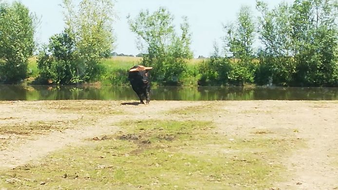 Screenshot uit de video waarop te zien is hoe een Tauros wordt geschoten omdat hij gewond blijkt. Een dierenarts heeft vastgesteld dat het dier krupel is en beter afgeschoten kan worden.