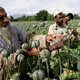 Afghaanse drugsproductie naar recordhoogte