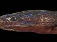 Un serpent iridescent aux écailles fluorescentes découvert au Vietnam