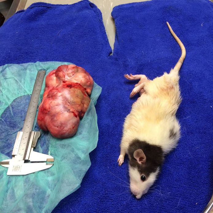 De tumor weeft de helft van het lichaamsgewicht van de rat.