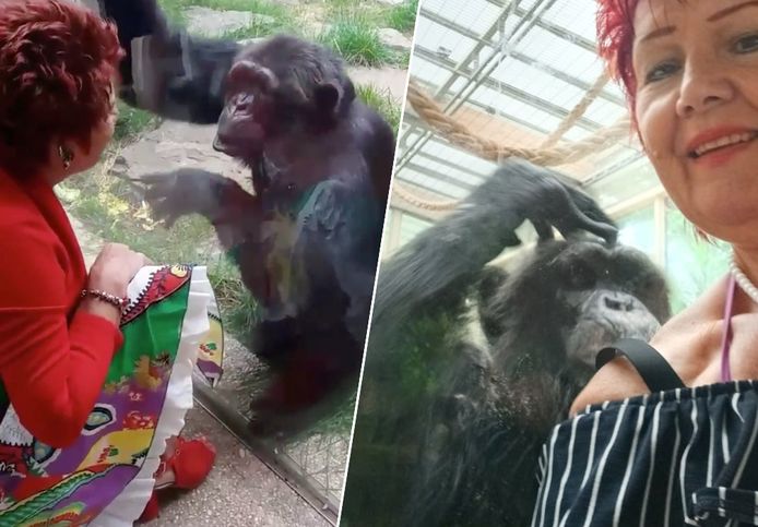 La donna con lo scimpanzé Chita.  Ora è permanentemente bandito dall'entrare nello zoo.