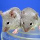 Geheugen hersteld bij muizen met beginnende Alzheimer