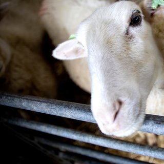 Twee miljoen schapen en koeien inenten: dierenartsen wacht megaklus