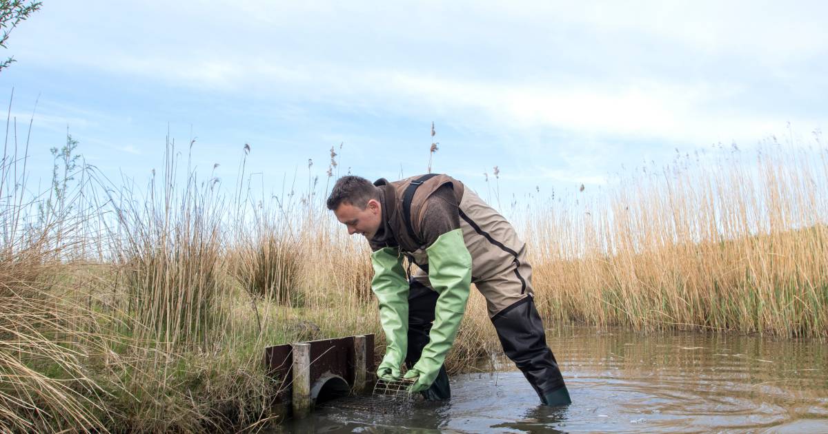 Zeeland dacht de muskusrat in de tang te hebben, maar nu rukt het dier toch weer op