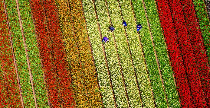 Hollandse Hoogte /  ANP