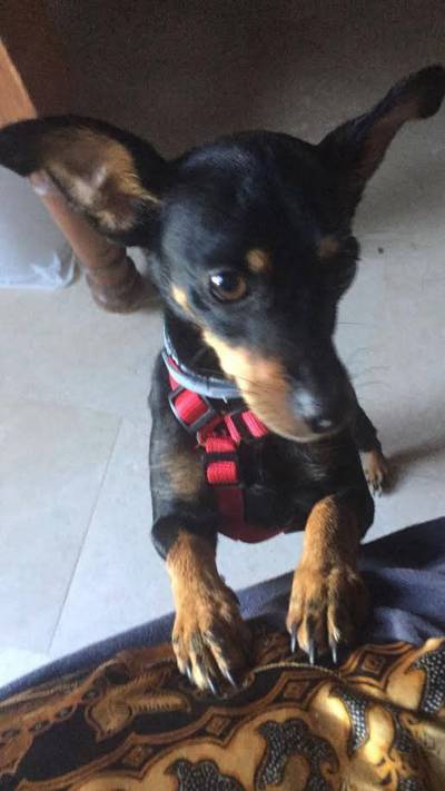 AD-lezer vindt in Rotterdam verdwaalde geadopteerde dwergpincher Mel