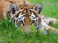 Sumatraanse tijger vergiftigd in Indonesië