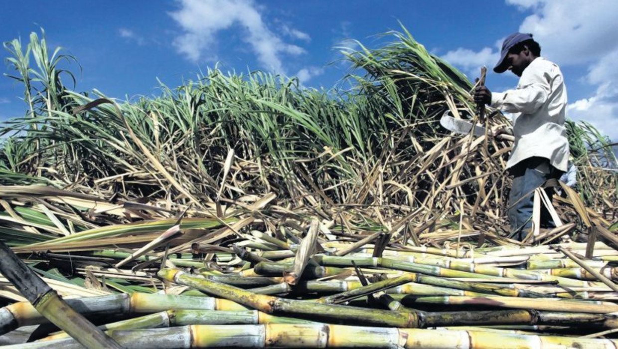 De oogst van suiker op Sri Lanka en palmolie in Indonesië moeten duurzamer. Beeld epa
