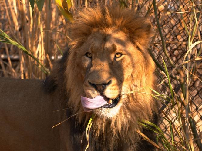 Trump verklaart na olifanten ook leeuwen vogelvrij: jagers mogen koppen als souvenir naar VS brengen