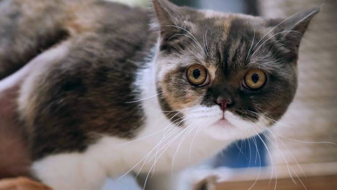 Man schiet poes van de buren dood: “Simba bleef hier maar langskomen”  