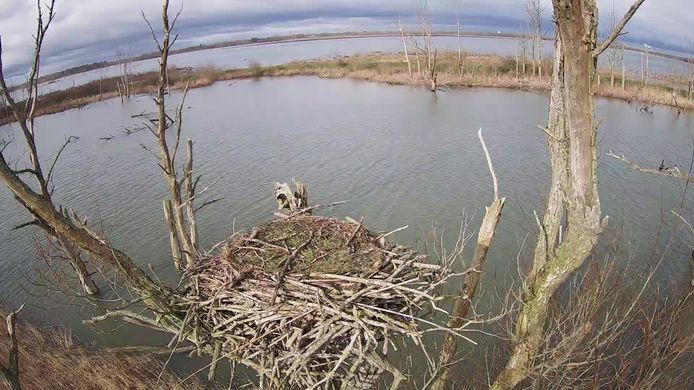 Eind deze maand worden visarenden verwacht op dit nest in hart van de Brabantse Biesbosch