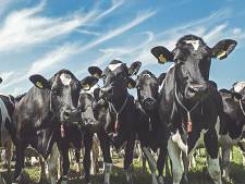 Het gaat rap met stoppende agrariërs in Meierijstad, ‘Koester de boeren’